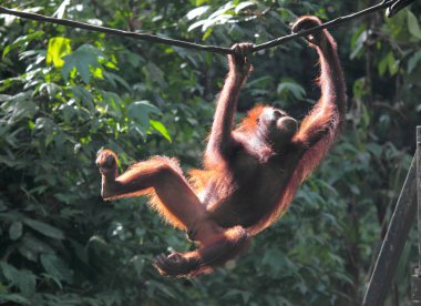 ağaç üzerinde vahşi orangutan