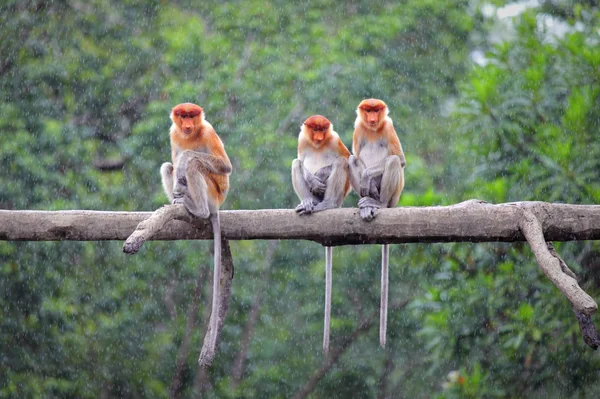 Maymunlar Labuk Bay görünümünü — Stok fotoğraf