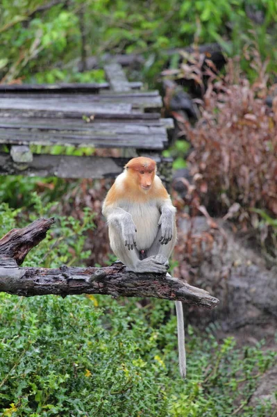 Monkey in Labuk Bay Sanctuary — Stock Photo, Image