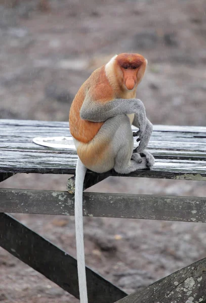 Macaco no Santuário de Labuk Bay — Fotografia de Stock