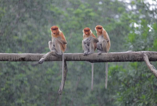 Vista de macacos em Labuk Bay — Fotografia de Stock