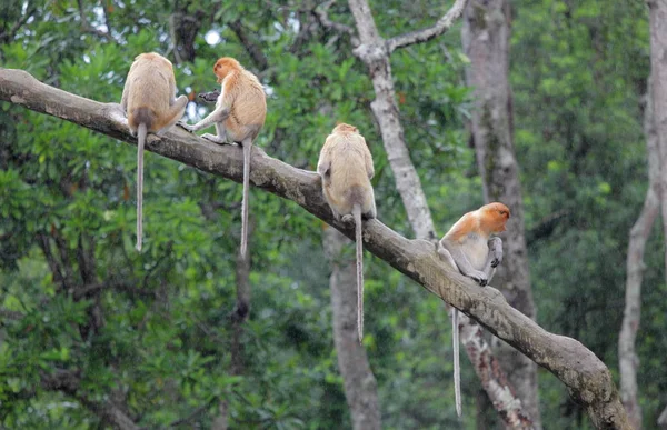 Affen im Schutzgebiet der Labuk-Bucht — Stockfoto