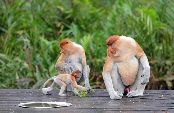 Affen in der Bucht von Labuk — Stockfoto
