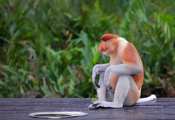 Vista do macaco em Labuk Bay — Fotografia de Stock