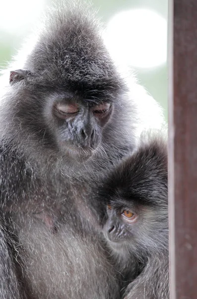 Labuk Bay komik maymunlar — Stok fotoğraf