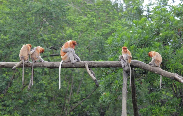 Macacos engraçados em Labuk Bay — Fotografia de Stock