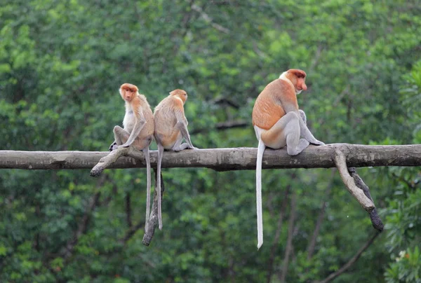 Vista de macacos em Labuk Bay — Fotografia de Stock