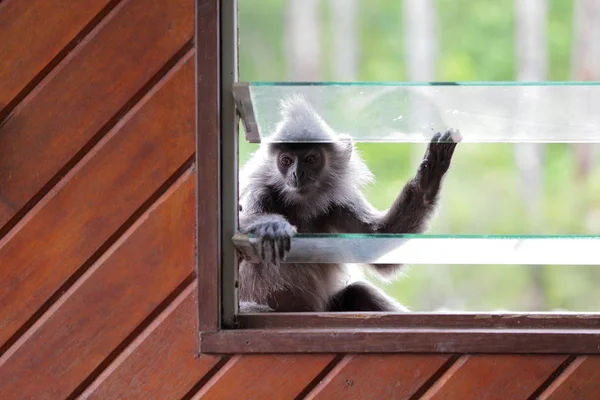 Affe in der Bucht von Labuk — Stockfoto