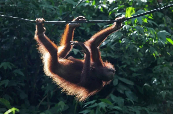 Vilda orangutang på träd — Stockfoto