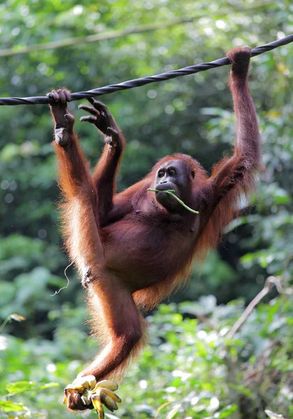 Wilde orang-oetan op boom — Stockfoto