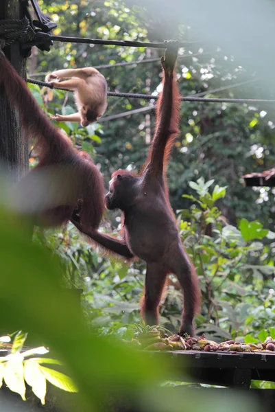 Sevimli orangutan ailesi — Stok fotoğraf