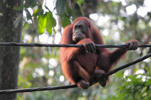 Yeşil ağaç üzerinde vahşi orangutan — Stok fotoğraf