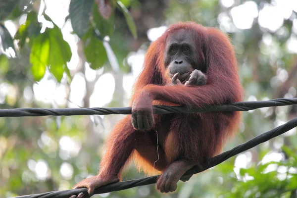 Wilde orang-oetan op groene boom — Stockfoto