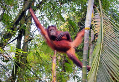 ağaç üzerinde vahşi orangutan