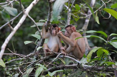 Maymunlar Kinabatangan Nehri yakınında