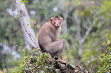 maymun Kinabatangan Nehri yakınında