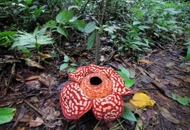 güzel Rafflesia arnoldii