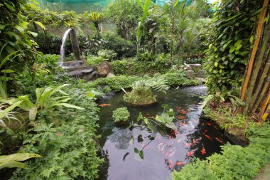 kırmızı balık ile güzel gölet