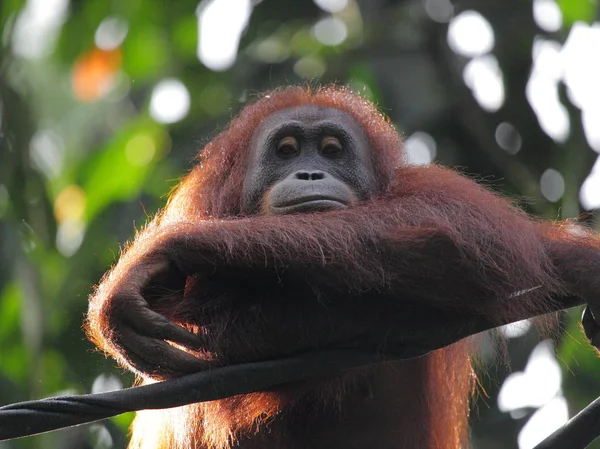 Schattig orang-oetan op boom — Stockfoto