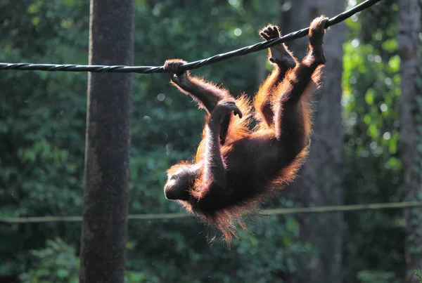 Vilda orangutang på träd — Stockfoto