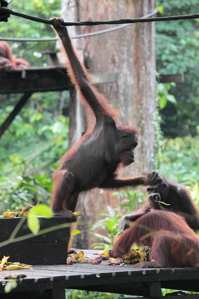 Söt orangutang familj — Stockfoto