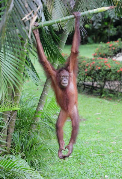Schattig orang-oetan op boom — Stockfoto