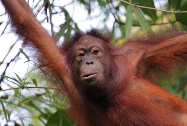 Grappige orang-oetan op boom — Stockfoto