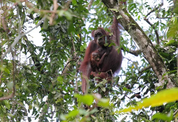 Maymunlar Kinabatangan Nehri yakınında — Stok fotoğraf
