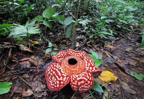 güzel Rafflesia arnoldii