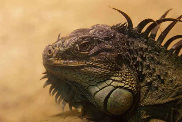 Wilder Leguan in Kuala Lumpur — Stockfoto