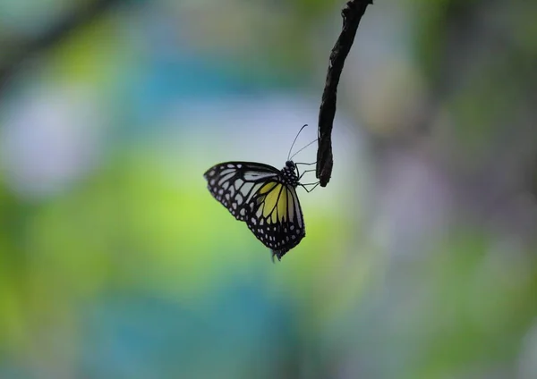 Beau papillon à Kuala-Lumpur — Photo