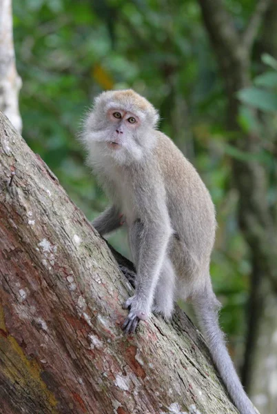 Belo macaco selvagem — Fotografia de Stock