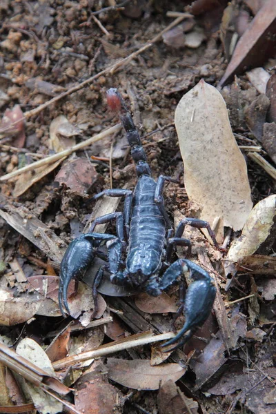 black scorpion on Pangkor island
