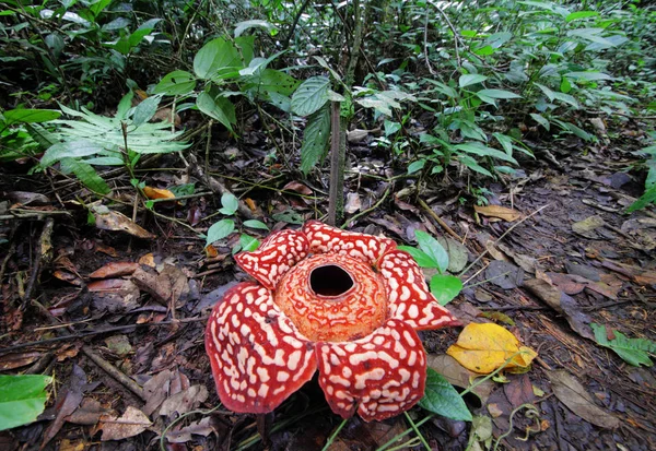 a rafflesia parazita)
