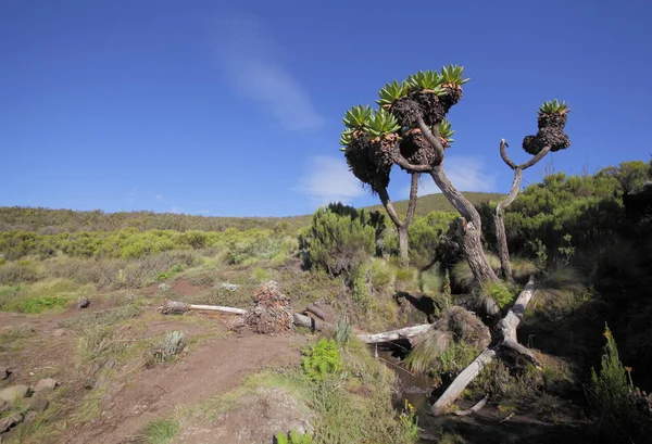 MT. Kilimanjaro National Park — Stockfoto