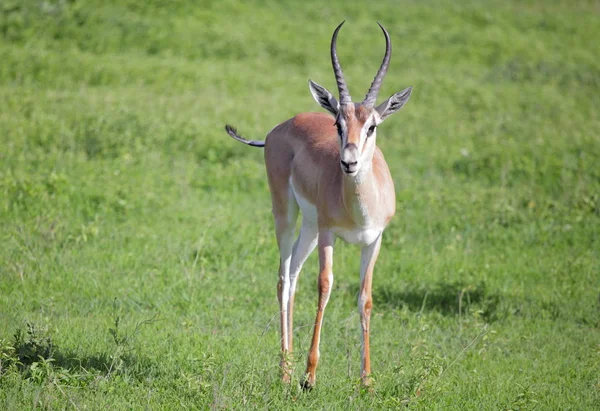 Waterbuck in Ngorongoro Conservation area