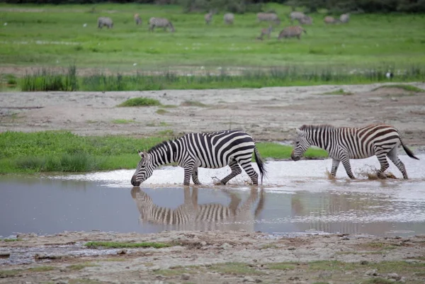 Animali zebra nella zona di conservazione di Ngorongoro — Foto Stock