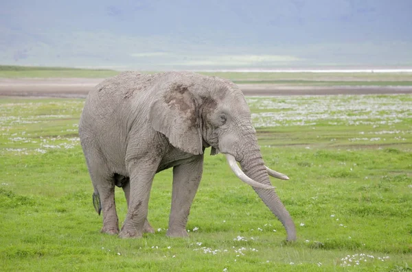 Elefant im Ngorongoro-Schutzgebiet — Stockfoto