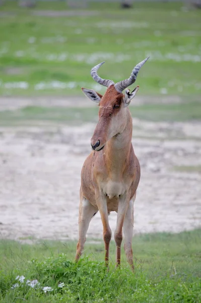 Animal em Ngorongoro Conservation — Fotografia de Stock