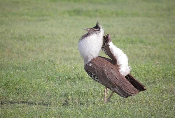 Animal en Ngorongoro Conservación —  Fotos de Stock