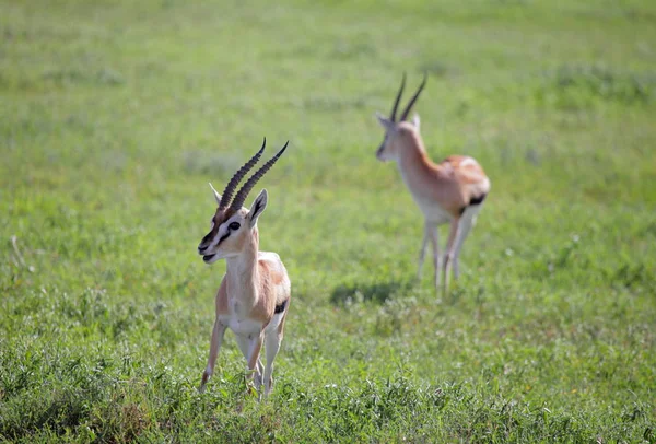 Thomson Gazellen im Naturschutzgebiet Ngorongoro — Stockfoto