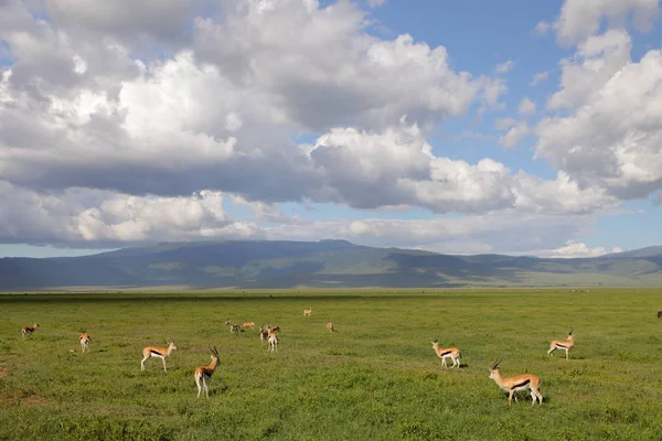 Thomson Gazellen im Naturschutzgebiet Ngorongoro — Stockfoto