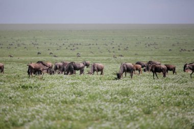 hayvanlar Serengeti Ulusal Parkı'nda