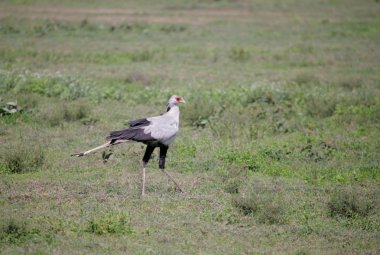 kuş Serengeti Ulusal Parkı'nda