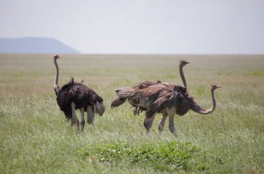 hayvanlar Serengeti Ulusal Parkı'nda