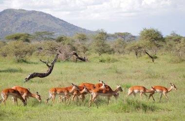 hayvanlar Serengeti Ulusal Parkı'nda