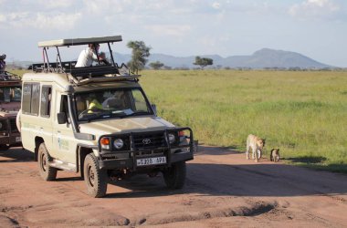 Serengeti Ulaştırma grubu