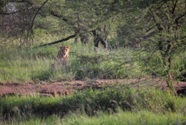 Serengeti Ulusal Parkı
