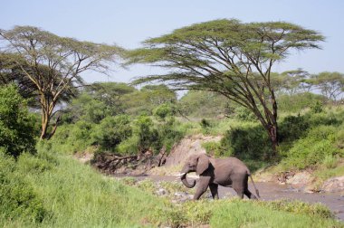 Serengeti Ulusal Parkı 'ndaki fil.