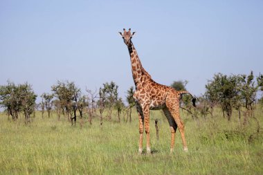 Zürafa Serengeti Ulusal Parkı'nda